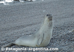 Elefante Marino en Caleta Vald�s