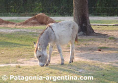 Toki, el burrito del lodge