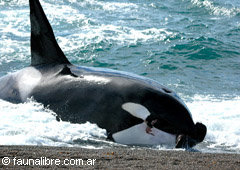 Orca capturando un lobito en la orilla