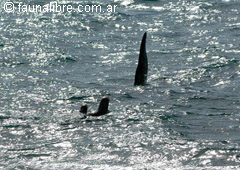 Orca aproxim&aacute;ndose a su presa