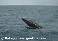 Whale Watching