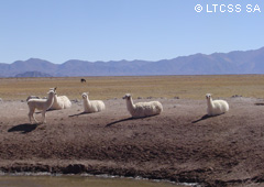 Las llamas son algunos de los animales que forman parte de la fauna de Salta
