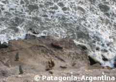 Sea Elephant's colony
