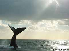 Una ballena sumergiendose en las profundidades