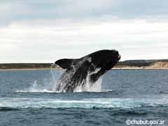 Otra ballena saliendo del agua