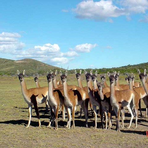 Guanacos en Patagonia