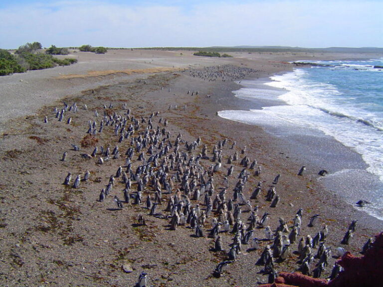 Punta Tombo.