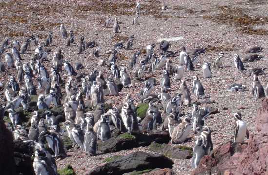 Punta Tombo.