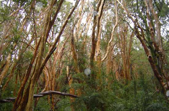 Victoria Island and Bosque de Arrayanes