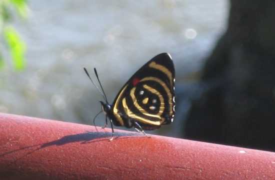 Cataratas brasileras