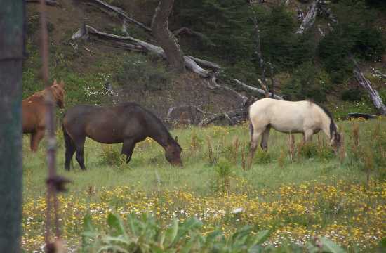 Chaltén Adventure día completo