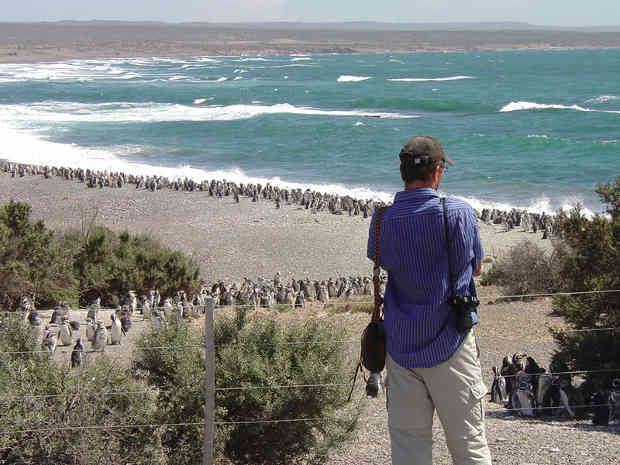 Punta Tombo.