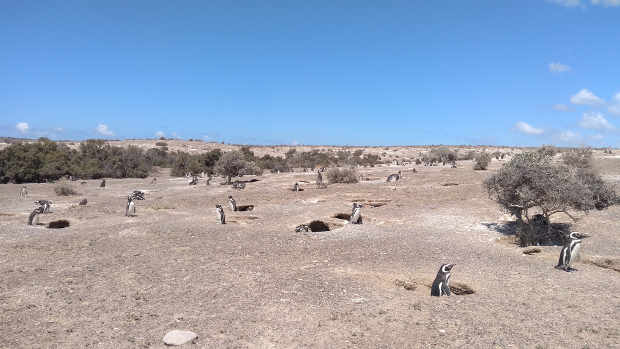 Punta Tombo.