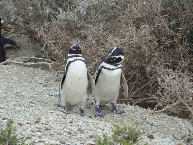 Punta Tombo.